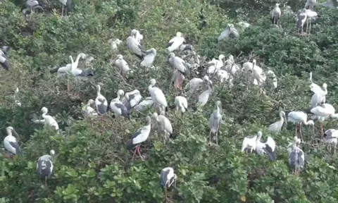 வேடந்தாங்கலில் குவியும் வெளிநாட்டு பறவைகள்