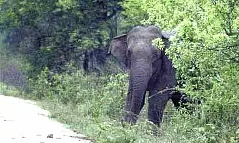 வாகனங்களை வழிமறித்த ஒற்றை யானையால் பரபரப்பு