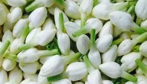 சேலத்தில் குண்டு மல்லிகை கிலோ ரூ.2 ஆயிரத்துக்கு விற்பனை