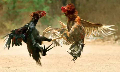 ஆந்திராவில் போலீஸ் தடையை மீறி சங்கராந்திக்கு முன்பு தொடங்கிய சேவல் சண்டை