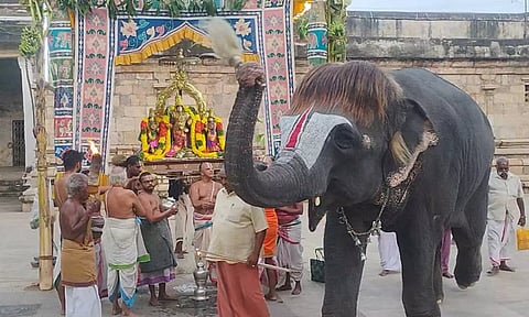 மன்னார்குடி கோவிலில் பகல் பத்து உற்சவம் தொடக்கம்: ராஜகோபால சுவாமிக்கு சாமரம் வீசிய செங்கமலம் யானை