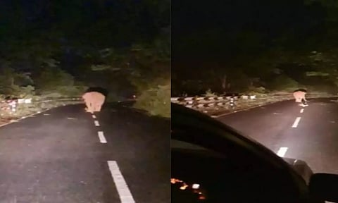 மேட்டுப்பாளையம்-கோத்தகிரி சாலையில் இளைஞர்கள் `பைக் ரேஸ்'- வனத்துறை எச்சரிக்கை