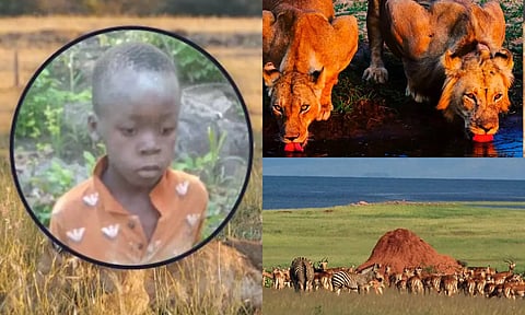 சிங்கங்கள் நிறைந்த ஆபத்தான காட்டில் தொலைந்த 8 வயது சிறுவன்.. 5 நாளாக உயிர்பிழைத்தது இப்படித்தான்
