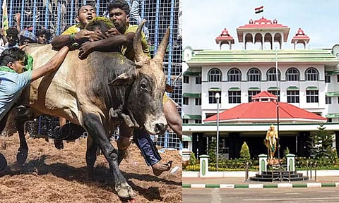 அவனியாபுரத்தில் கடந்த ஆண்டை போலவே மாவட்ட ஆட்சியர் தலைமையில் ஜல்லிக்கட்டு.. நீதிமன்றம் உத்தரவு