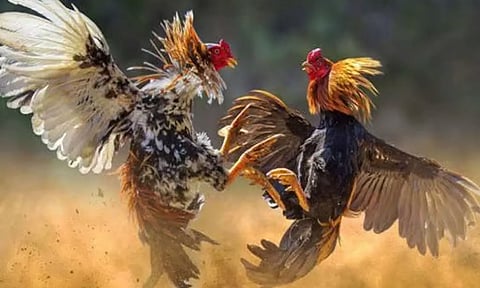 ஆந்திராவில் தடையை மீறி சேவல் சண்டை நடத்த ஏற்பாடு