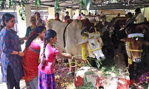 மாட்டுப் பொங்கல் கோலாகல கொண்டாட்டம்