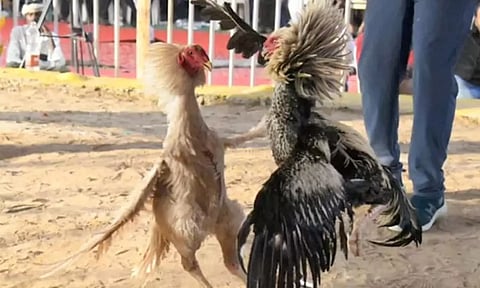 ஆந்திராவில் தடையை மீறி களைகட்டிய சேவல் சண்டை- ரூ.400 கோடிக்கு மேல் பந்தயம் கட்டினர்