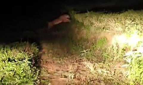 மஞ்சூர் அருகே சாலையை கடந்து சென்ற புலி