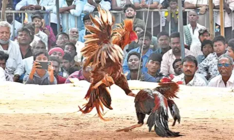 ஆந்திரா கோழி சண்டையில் ரூ.1.20 கோடி வென்ற சேவல்