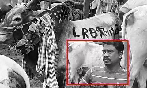 சிவகங்கை: மஞ்சுவிரட்டு போட்டியில் காளை மற்றும் அதன் உரிமையாளர் உயிரிழப்பு