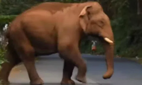 பர்கூர் தாமரைக்கரை மலைப்பகுதியில் சாலையில் உலா வரும் காட்டுயானை