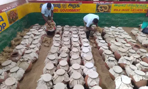 6,442 பாம்புகளை ஆறு மாதத்தில் பிடித்த இருளர்கள்- விஷம் எடுக்கும் பணி தீவிரம்