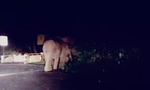 மலைப்பாதையில் சுற்றிய காட்டு யானைகள் கூட்டம்: வாகன ஓட்டிகள் அச்சம்