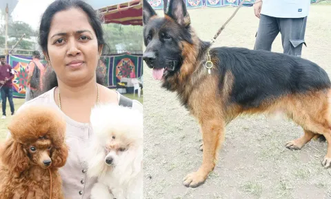 சென்னையில் நாய் கண்காட்சி
