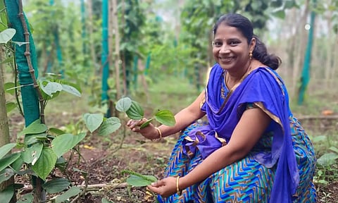 எலுமிச்சை நறுமணம் வீசும் மிளகு- புதுச்சேரி பெண் விஞ்ஞானி கண்டுபிடிப்பு