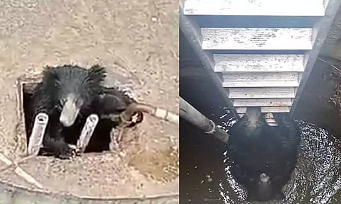 Video: கிணற்றுக்குள் தவறி விழுந்த கரடிகளை ஏணியை வைத்து மீட்ட வனத்துறையினர்