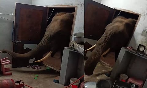 வீட்டுக்குள் புகுந்து பொருட்களை சூறையாடிய காட்டு யானை