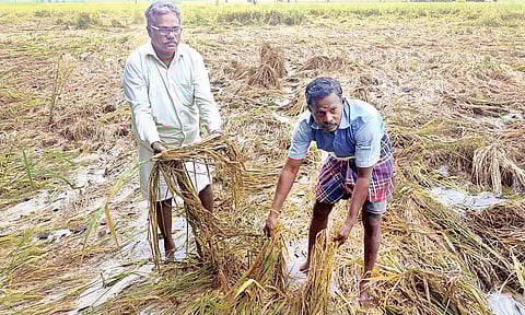 மயிலாடுதுறையில் பரவலாக மழை: அறுவடைக்கு தயாராக இருந்த நெற்பயிர்கள் நீரில் சாய்ந்தன- விவசாயிகள் வேதனை