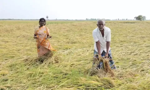 பருவம் தவறி பெய்த கனமழை எதிரொலி- நெற்பயிர்களை ஆய்வு செய்ய மத்திய குழு தமிழகம் வருகிறது