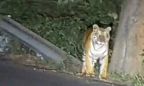 மஞ்சூர்-ஊட்டி குடியிருப்பு பகுதியில் புலி நடமாட்டம்: பொதுமக்கள் அச்சம்