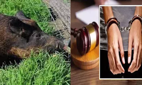 மின்வேலியில் சிக்கி காட்டுப்பன்றி உயிரிழப்பு- கறியை சமைத்து சாப்பிட்ட விவசாயி கைது