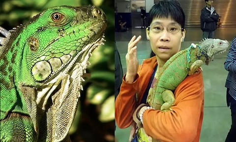 1.2 லட்சம்  பச்சோந்திகளை கொல்ல தைவான் அரசு உத்தரவு - ஏன் தெரியுமா?.. வெகுமதி இவ்வளவா?