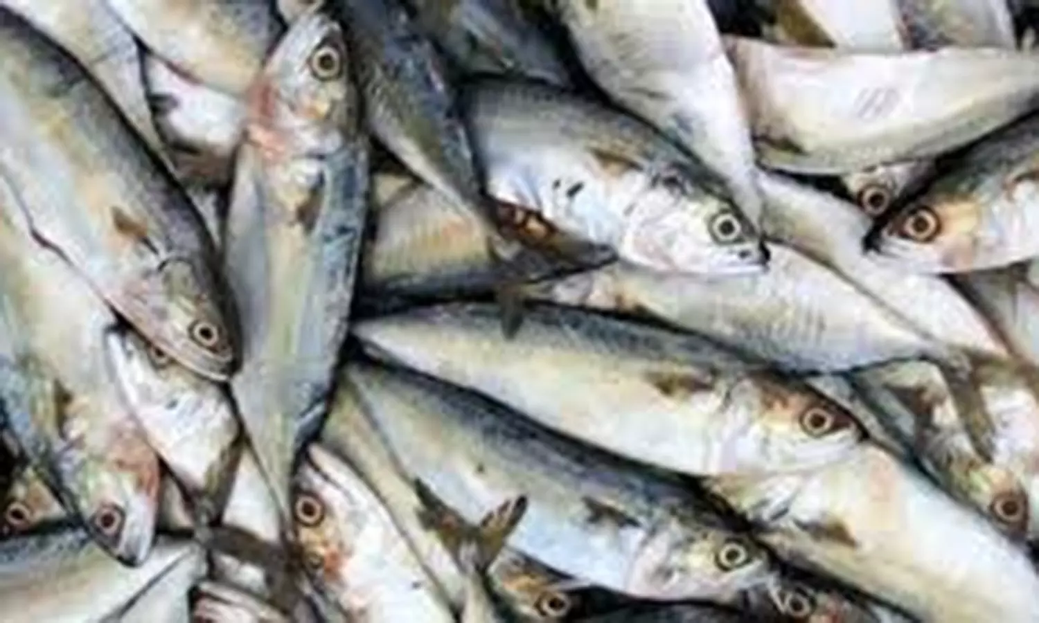 பார்மலின் ரசாயனம் கலந்த மீன்கள் விற்பனையா?