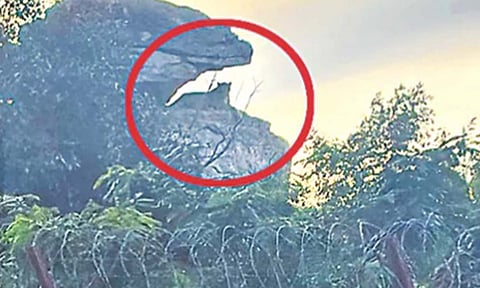 சீலா தோரணம் மலை பாதையில் பாறை மீது ஓய்வெடுத்த சிறுத்தையை படத்தில் காணலாம்.