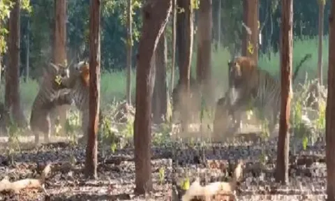 கர்ஜனையுடன் ஆக்ரோஷமாக மோதிக்கொண்ட 2 புலிகள்- வீடியோ