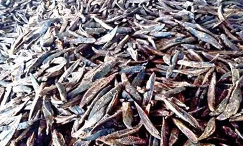 மாசி கருவாடு சாப்பிட்டால் இவ்வளவு நன்மையா...