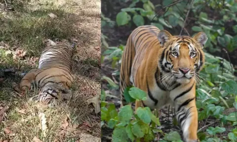 வயநாட்டில் ஒரே நாளில் 3 புலிகள் மர்மச்சாவு- வனத்துறை தீவிர விசாரணை