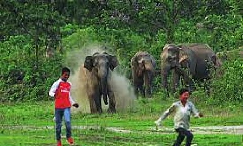 வனவிலங்குகளால் அதிகரிக்கும் உயிரிழப்புகள் - வெளியான அதிர்ச்சி தகவல்