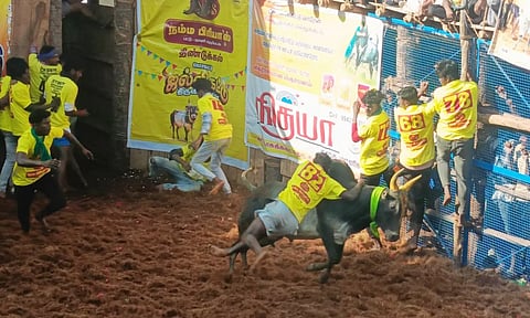 கொசவபட்டியில் ஜல்லிக்கட்டு- சீறிப்பாய்ந்த காளைகளை போட்டி போட்டு அடக்கிய வீரர்கள்