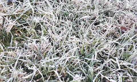 கொடைக்கானலில் புல் தரையின் மீது உறைபனி படர்ந்திருந்த காட்சி.