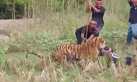 VIDEO: மேற்குவங்கத்தில் வனத்துறை ஊழியரை தாக்கிய புலி