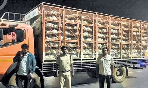 திருப்பூரில் இருந்து தெலுங்கானாவுக்கு கோழிகளை ஏற்றிச் சென்ற லாரி சோதனை சாவடியில் நிறுத்தி வைக்கப்பட்ட காட்சி.