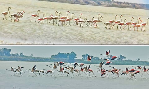 கூந்தன்குளத்தில் குவிந்துள்ள ஆயிரக்கணக்கான வெளிநாட்டு பறவைகள்