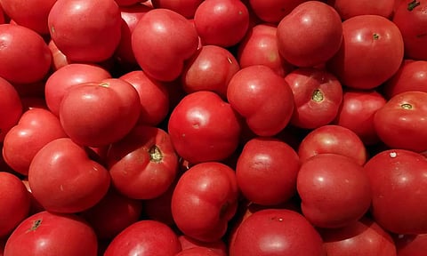 கோயம்பேடு மார்க்கெட்டில் வரத்து அதிகரிப்பால் தக்காளி விலை கடும் வீழ்ச்சி