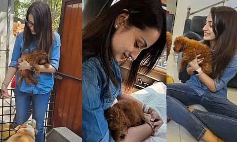 காதலர் தினத்தில் திரிஷாவின் புதுவரவு