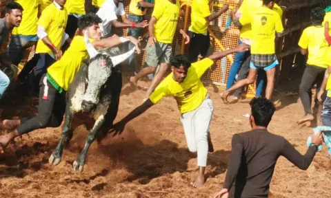 ஜல்லிக்கட்டில் காளைகளை போட்டி போட்டு அடக்கிய வீரர்கள் 4 பேர் படுகாயம்