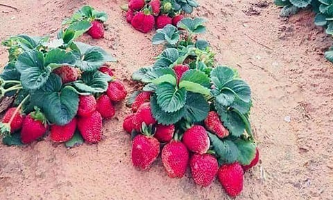 குன்னூர் தோட்டங்களில் ஸ்ட்ராபெர்ரி பழங்களின் விளைச்சல் அதிகரிப்பு