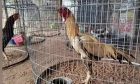 தெலுங்கானாவில் சண்டை சேவல்கள் ரூ.16.60 லட்சத்துக்கு ஏலம்