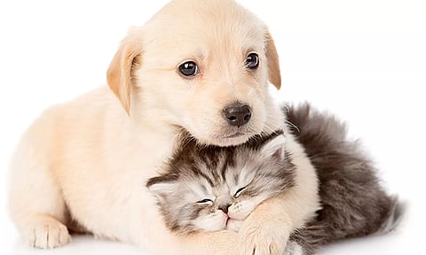 சென்னையில் செல்லப்பிராணிகளுக்கு உரிமம் பெற 29 ஆயிரம் பேர் பதிவு