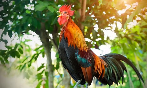 தூக்கத்தை கெடுத்த பக்கத்து வீட்டு சேவல் மீது புகார்  - அதிகாரிகள் எடுத்த நடவடிக்கை!