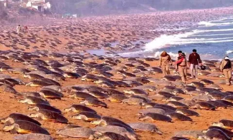 ஒடிசா கடற்கரையில் குவிந்த 7 லட்சம் ஆமைகள்