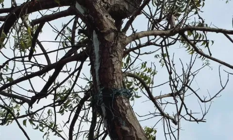 வேப்பமரத்தில் பால் வடிந்ததால் பரபரப்பு: வியந்து பார்த்து செல்லும் பொதுமக்கள்