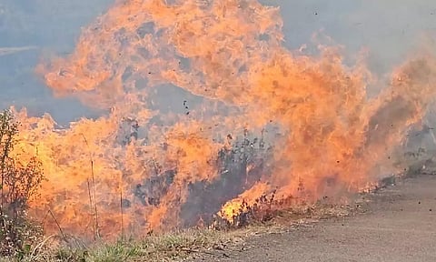 கொடைக்கானலில் தனியார் தோட்டங்களில் பற்றி எரியும் காட்டுத்தீ