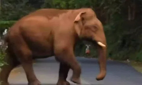 வீட்டை இடித்து சேதப்படுத்திய ஒற்றை யானை- தொழிலாளி குடும்பத்துடன் உயிர் தப்பினார்