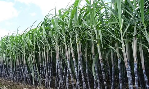 வேளாண் பட்ஜெட்: கரும்புக்கான ஊக்கத்தொகை ரூ.349 ஆக உயர்வு