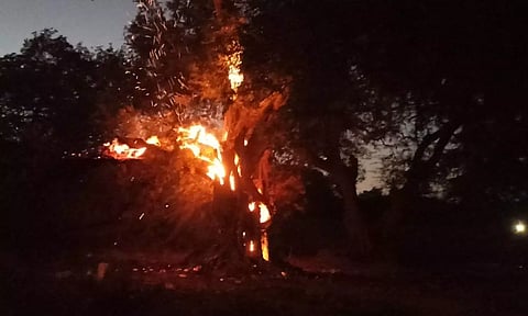 மயிலத்தில் 500 வருட பழமையான புளிய மரம் திடீரென எரிந்து சாம்பல்